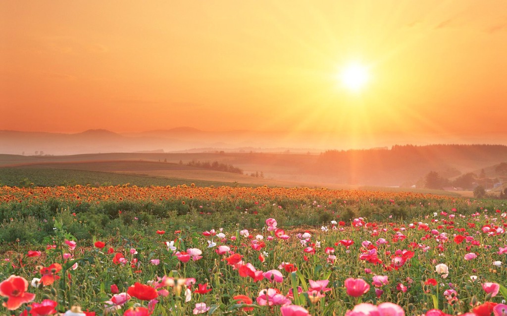 field-of-flowers-sunset
